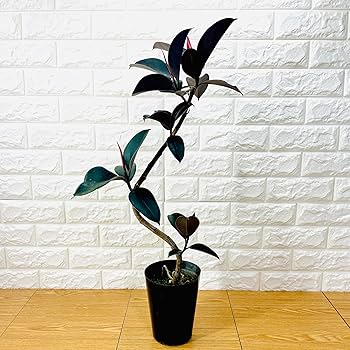 91aYPtAv+bL._AC_UF350,